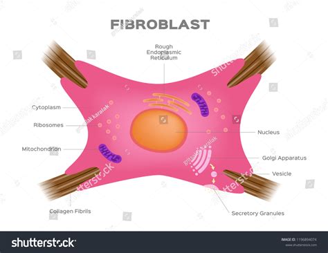 Fibroblast Dermis Cell Vector Human Organ Stock Vector Royalty Free