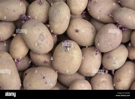 Seed Potatoes Picture Tim Scrivener Tim Agriphoto