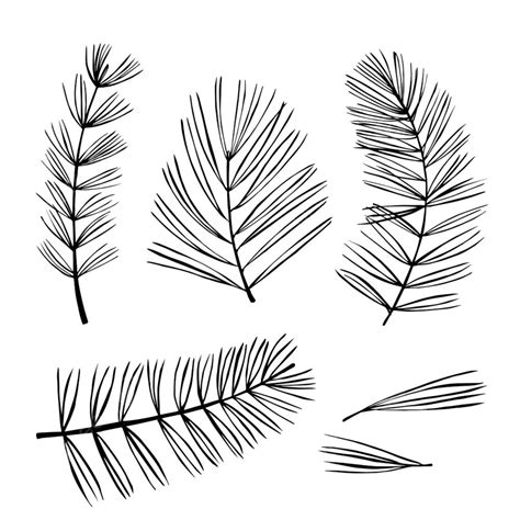 Hand Drawn Branches Branches Drawing Branches Sketch Of Coniferous