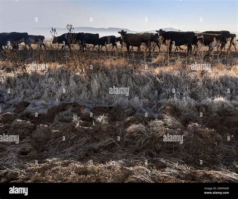 A Herd Of Friesland Dairy Cows Walk Back To Their Pastures After Being