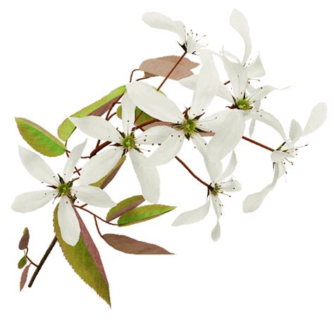 Serviceberry The Grove 3d Trees