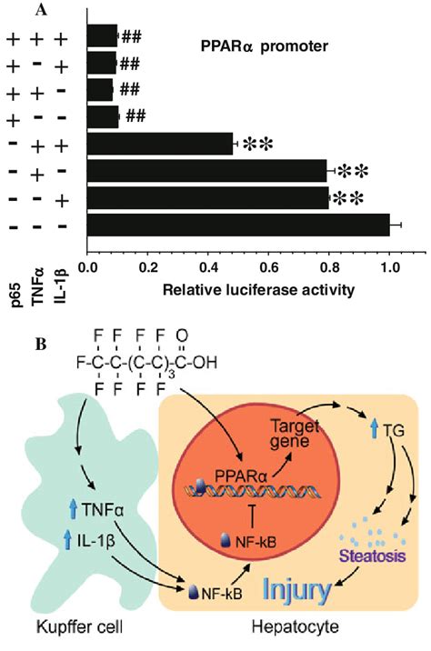 Tnfa And Il B Suppress Ppara Promoter Activity Via Nfjb A Hepg Cells