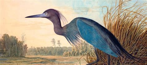 John James Audubon Oil Paintings - Reproductions On Sale - iPaintings.com