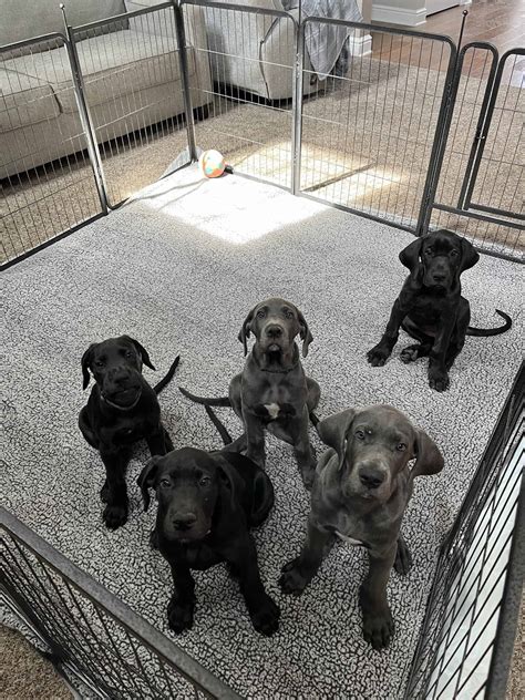 Great Dane Puppies | PetClassifieds.com