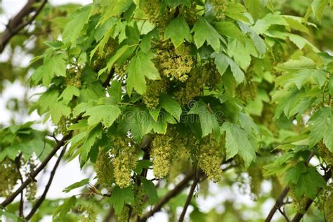 Branches With Flowers Of Acer Pseudoplatanus Tree Stock Photo Image