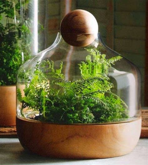 Vida EcoVerde Como Hacer Un Jardin En Una Botella Small Terrarium