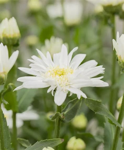 Leucanthemum x superbum Christine Hagemann Großblumige Garten