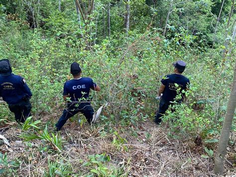 Incautan Mil Arbustos De Hoja De Coca Y Un Narcolaboratorio En Col N