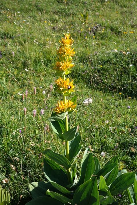 Free Images Blossom Meadow Prairie Bloom Herb Botany Flora