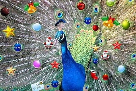 A Peacock gift for Christmas - Peacocks UK