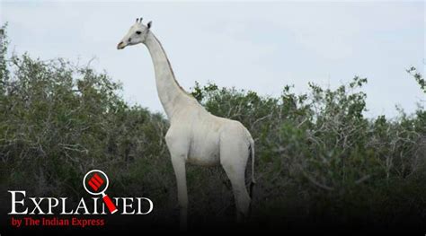 Explained: Why there is only one white giraffe left in the world ...