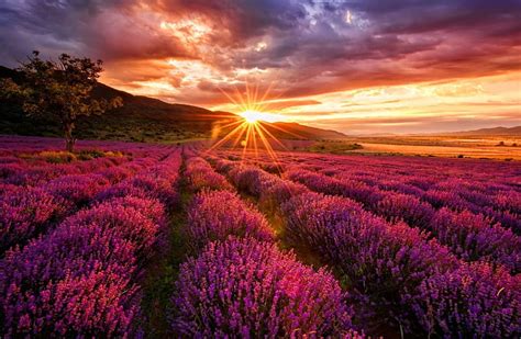 Lavender Sunset Glow Sunlight Bonito Sunset Sky Rays Summer