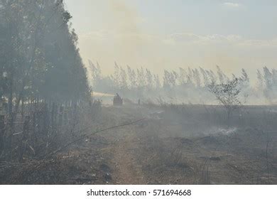 Drought Deforestation Concept Black White Ecology Stock Photo