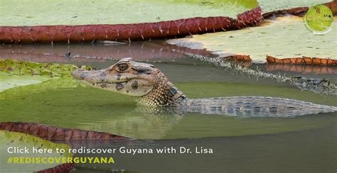 Did you know that Guyana has four species of caimans? They are the ...
