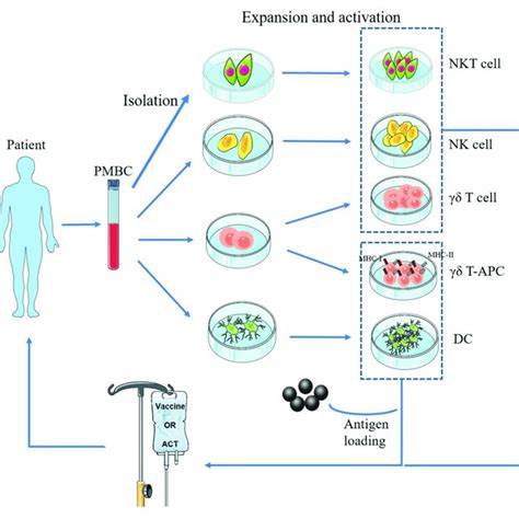 Basic Procedure Of Adoptive Transfer Of Innate Immune Cells Nkt