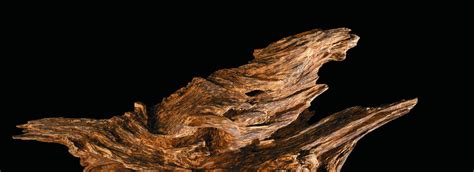 What Agarwood really is? - Agarwood Malaysia