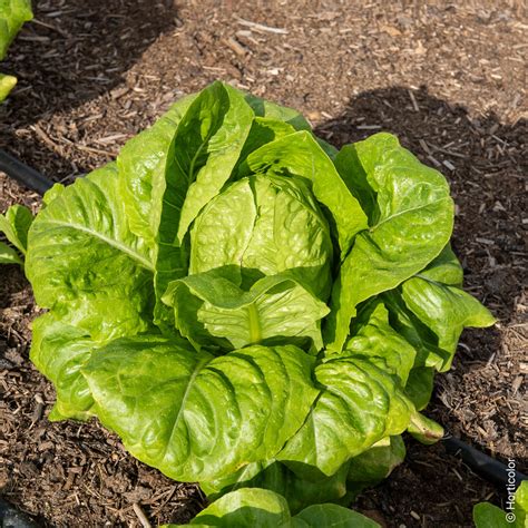 Graines de Laitue Romaine Blonde Maraîchère potager Meilland Richardier