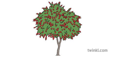 Bottlebrush Plant Illustration Twinkl