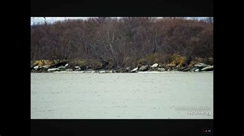 Naknek River Beluga Whales Have Returned 04 19 2024 Youtube