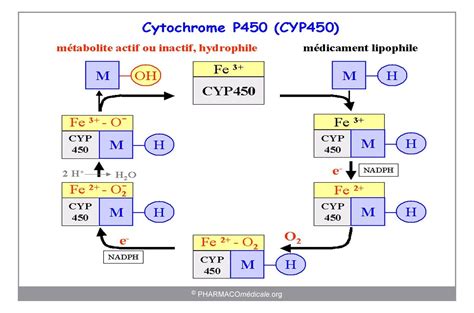 Biotransformations