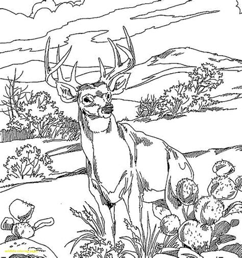 Printable Wildlife Coloring Pages