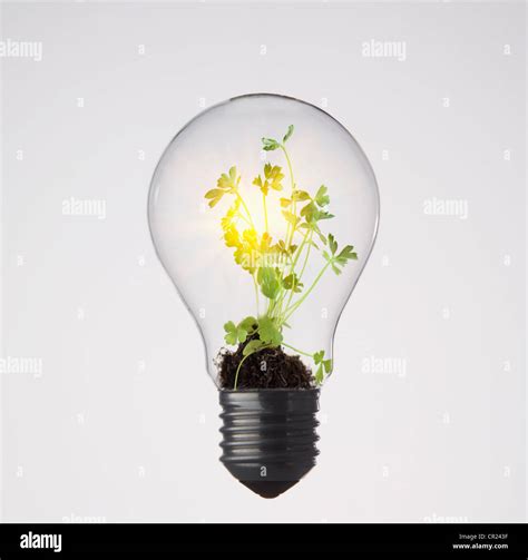 Plants Growing In Light Bulb Stock Photo Alamy