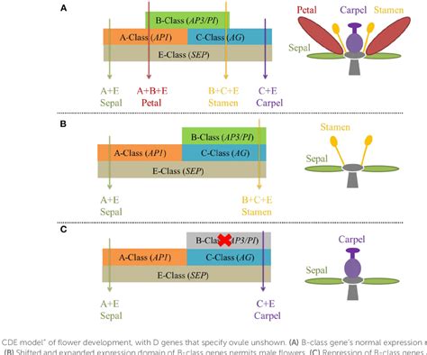 A Convergent Mechanism Of Sex Determination In Dioecious Plants