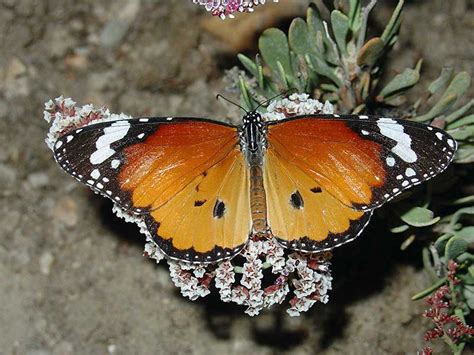 Qatar E Nature أبو دقيق النمر