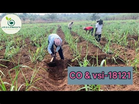 Sugarcane Farming In Karnataka Sugarcane Variety 18121 Sugarcane