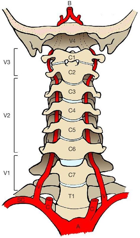 A Diagram Of The Back Of A Neck With Arrows Pointing Up To It And An