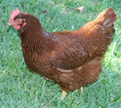 Real World Gardener Starting Out Keeping Chickens For The Good Life