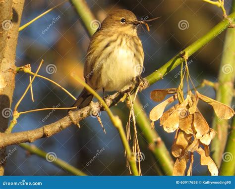 Yellow Rumped Warbler With An Insect Stock Photo Image Of Scenic