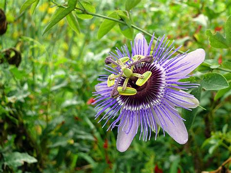 Пасифлора, Страстоцвет (Passiflora) - Page 106 - Форум HobbyKafe.com