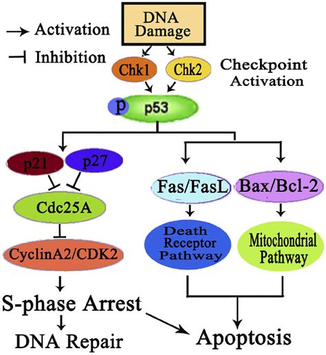 Proposed Mechanisms Of 13 Induced P53 Dependent DNA Damage Checkpoint