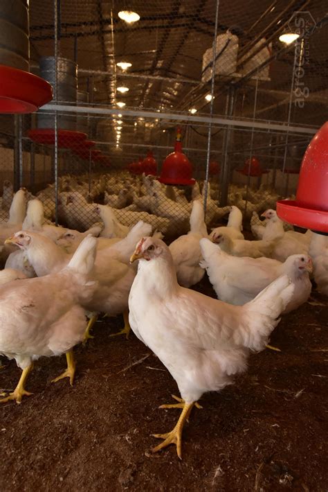 F22d888 Avec 0659 Aves De Corte Blog Da Agroceres Multimix