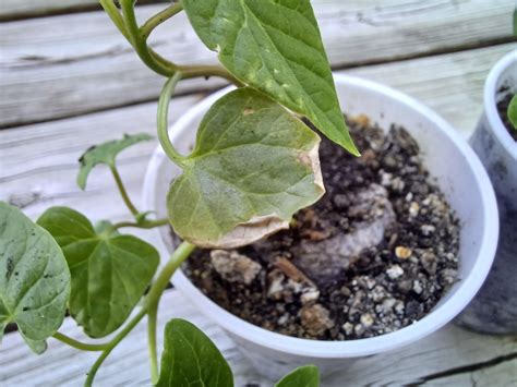 Morning Glory Seedlings Are Looking Rough Have 9 Types Of Plants And