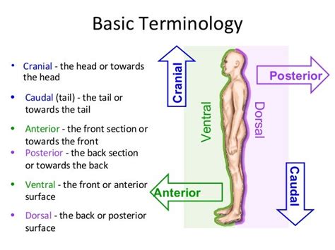 Spine Anatomy Basic Spine 2009