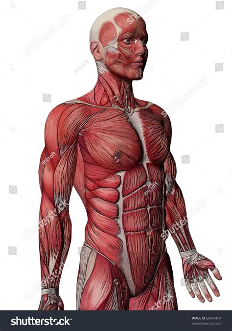 Major Anterior Muscles Human Muscle Anatomy Body Muscle Anatomy Body