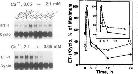 Figure From Endothelin As An Autocrine Factor In The Regulation Of