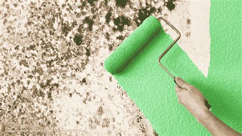 Can You Paint Over Mold? A Definitive Answer from an Expert