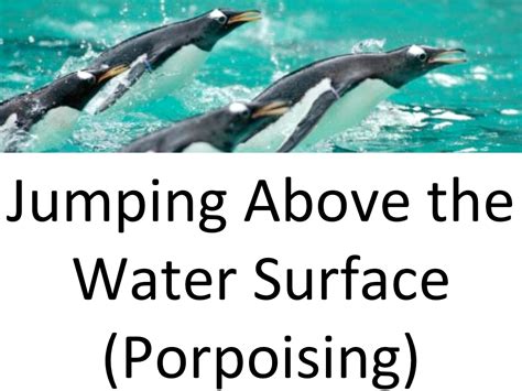 Adaptation Of Penguins