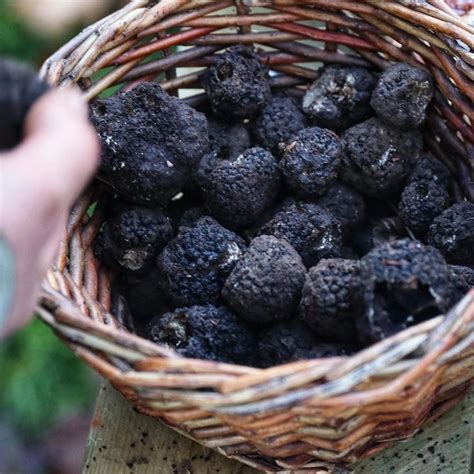 Truffle Hunting Experiences Foraged By Fern Truffle Hunting