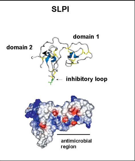 Figure 1 From Vaginal Commensal Bacteria Interactions With Cervix