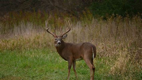 Monster Whitetail Deer Buck