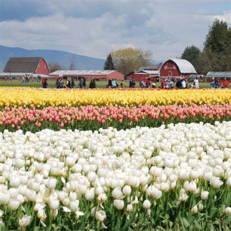 Skagit Valley Tulip Festival Washington May 2019 Jenny Sw Lee