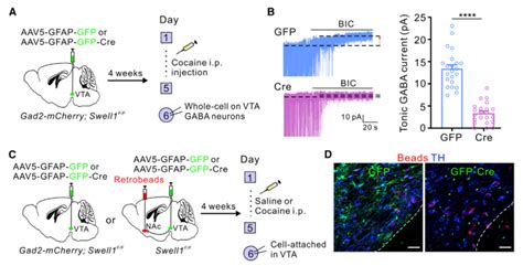 Neuron Gaba