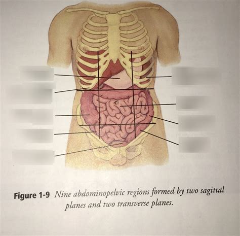 Nine Abdominopelvic Regions Diagram Quizlet