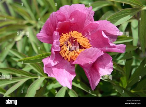 Peony Paeonia Peregrina Hi Res Stock Photography And Images Alamy