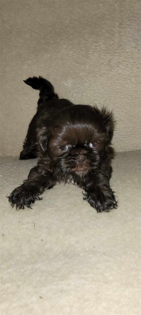 Shih Tzu Gratka Pl Oferta Archiwalna