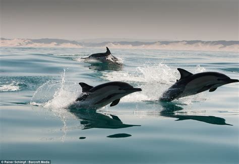 Thousands Of Dolphins Migrate Along The Coast Of South Africa Daily